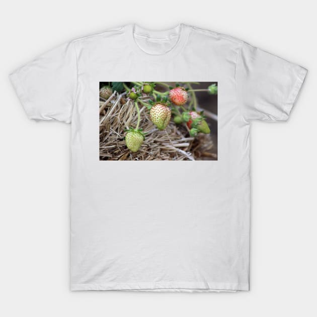 Ripening Strawberries Photograph T-Shirt by ButterflyInTheAttic